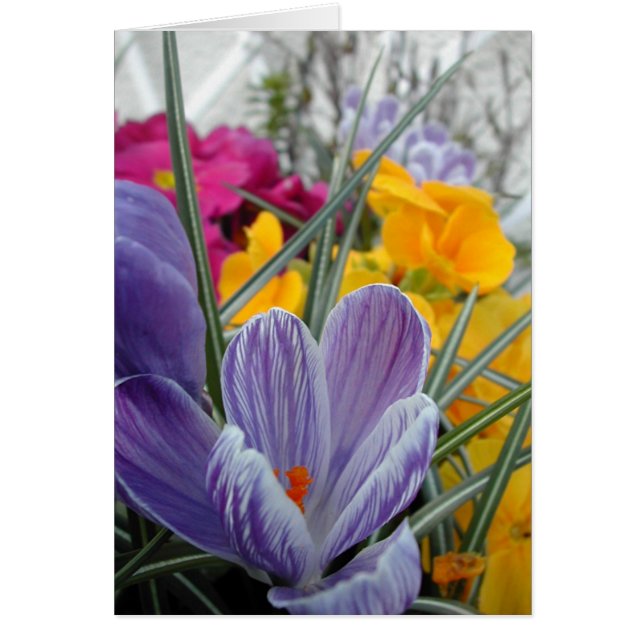 Cartão flora para o primavera #3 (Frente)