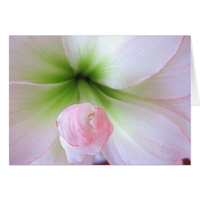 Cartão "Flora Tenera" (Frente Horizontal)