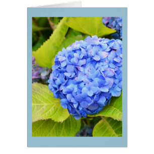 Cartão floral azul hydrangea