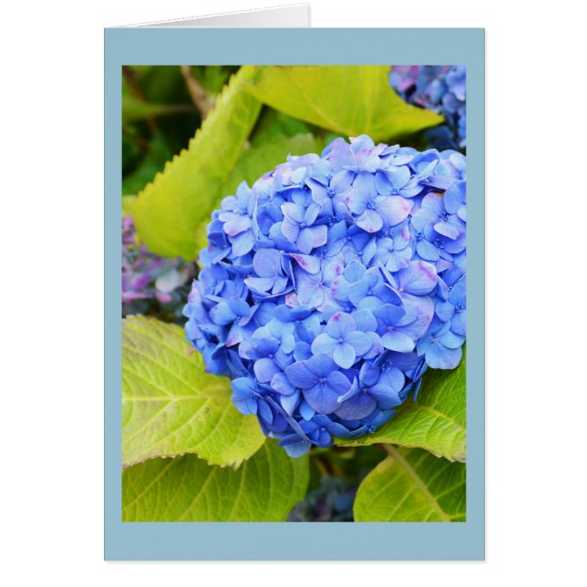 Cartão floral azul hydrangea (Frente)