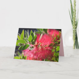 Cartão floral da Flor Australiana Red Bottlebrush