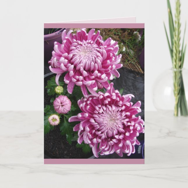 Cartão floral de belas flores de crisântemo rosa (Frente)
