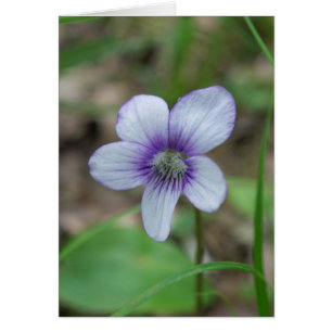 Cartão Floral de Flor de Flor Violeta Branca Doce