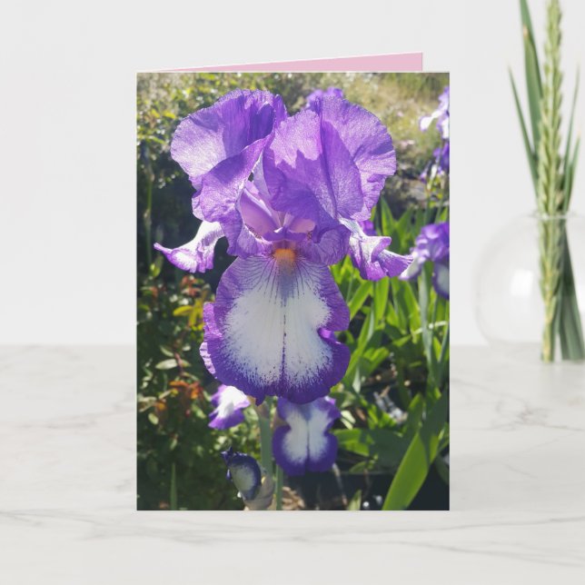 Cartão floral de flores de Íris Barbada Azul e Bra (Frente)