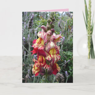 Cartão Floral de Snapdragon Vermelho Listrado Jard