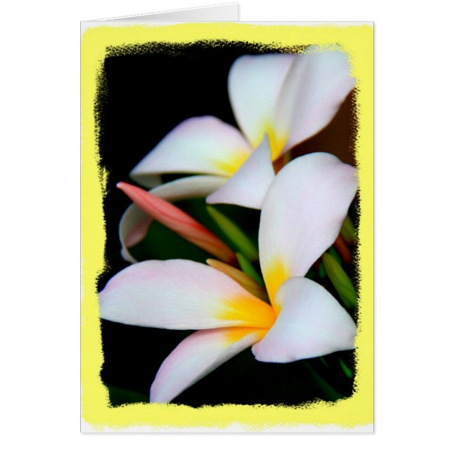 Cartão Floral, flor do Plumeria no preto com beira (Frente)