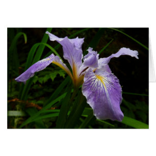 Cartão Floral Púrpura da Flor Iris Selvagem