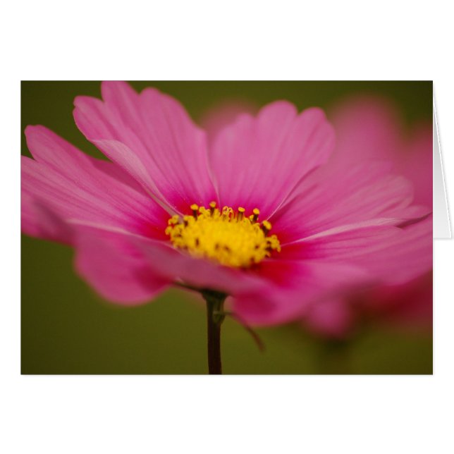 Cartão Floral Rosa Delicado (Frente Horizontal)