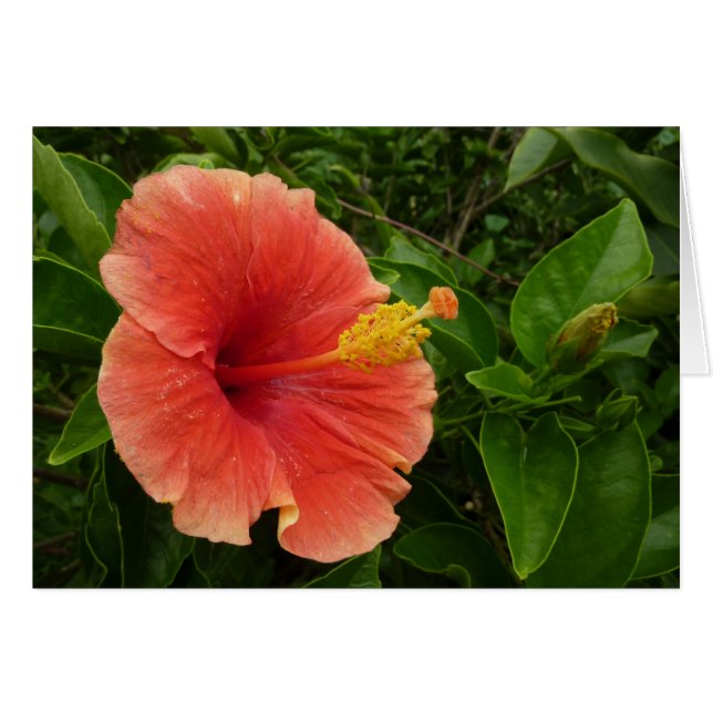 Cartão Floral Tropical de Laranja Hibiscus (Frente Horizontal)
