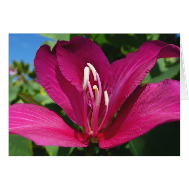 Cartão Floral Tropical do Flor de Árvore Orquídea (Frente Horizontal)