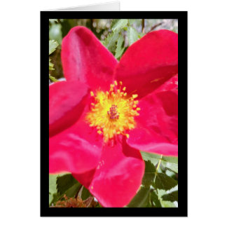 Cartão Floral Velvet Punch - Canção do Sol. 8:7 Saudações