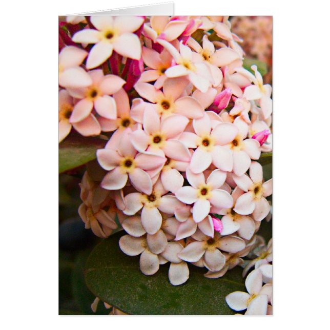 Cartão flores (Frente)