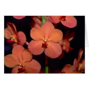 Cartão Flores alaranjadas de Vanda