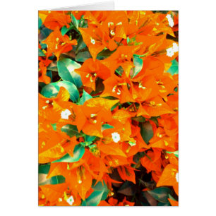Cartão Flores alaranjadas vibrantes do Bougainvillea