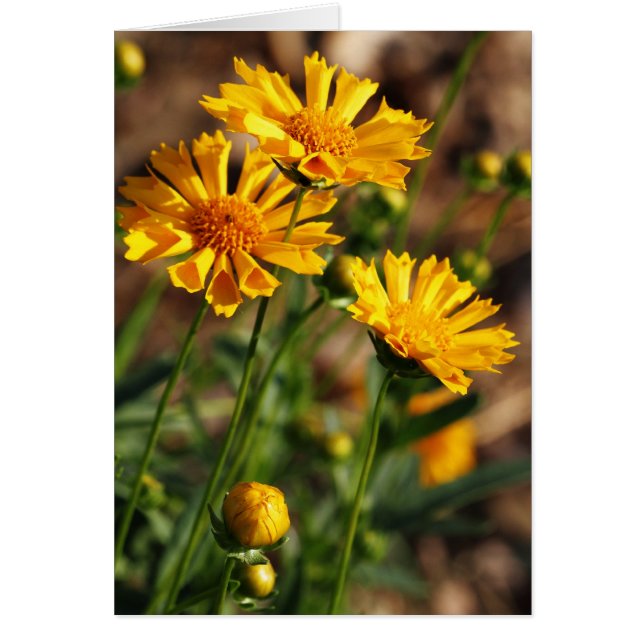 Cartão Flores amarelas bonito (Frente)