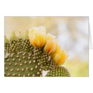 Cartão Flores amarelas de cacto florescem na Arizona