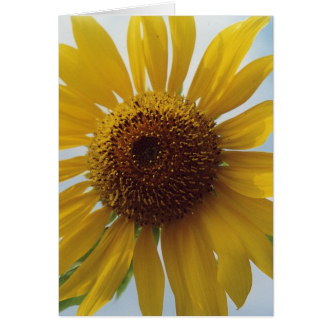Cartão Flores Amarelas de Girassol Azul Céu Azul Cartão-N (Frente)