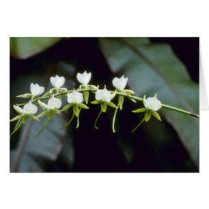Cartão Flores amarelas de Rothschildiana (Vanda)