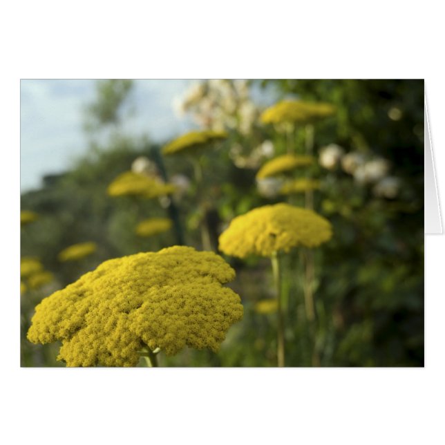 Cartão Flores amarelas do tucano (Frente Horizontal)