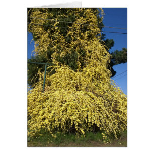 Cartão Flores Amarelas Grandes Sobrecultivadas