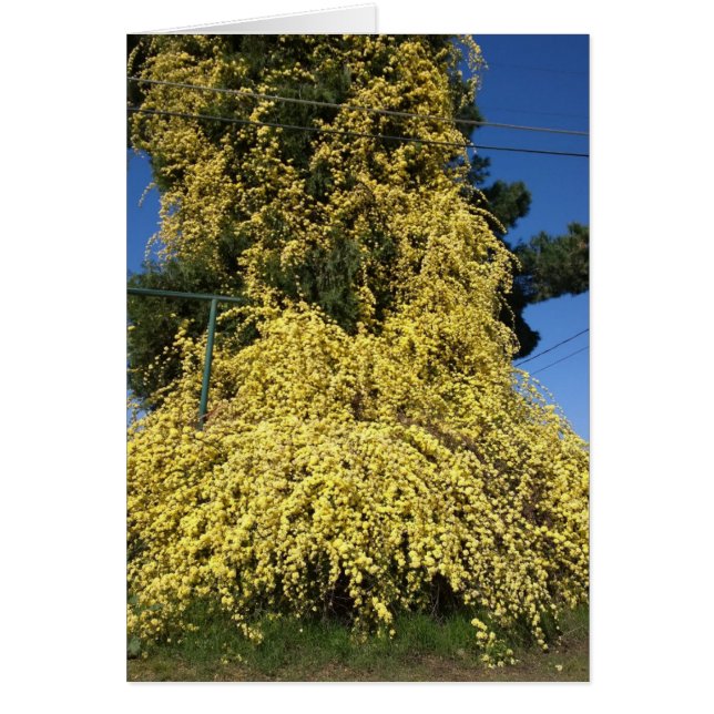 Cartão Flores Amarelas Grandes Sobrecultivadas (Frente)