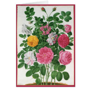 Cartão Flores Antigas em Flor, Rosas de Jardim da Primave