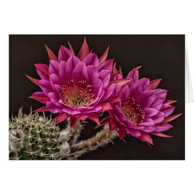 Cartão Flores antimatéria (Frente Horizontal)