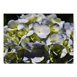 Cartão Flores azuis dos Hydrangeas