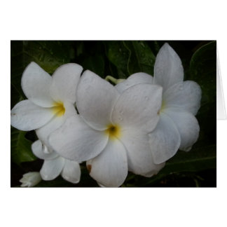 Cartão Flores brancas