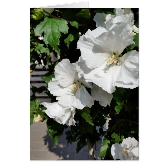 Cartão flores brancas acolhedoras (Frente)