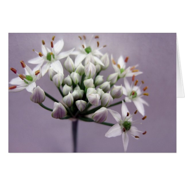 Cartão Flores Brancas de Cebolinha com Alho sobre Roxo (Frente Horizontal)
