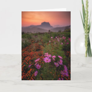 Cartão Flores   Chiang Dao, Chiang Mai, Tailândia