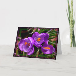Cartão [Flores Coloridas] Crocus vernus - Qualquer Ocasiã