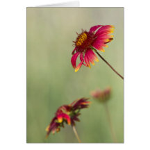 Flores Cone começando a florescer