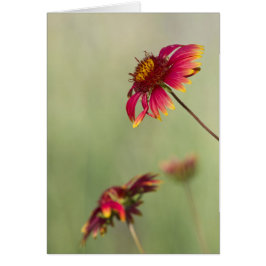 Cartão Flores Cone começando a florescer