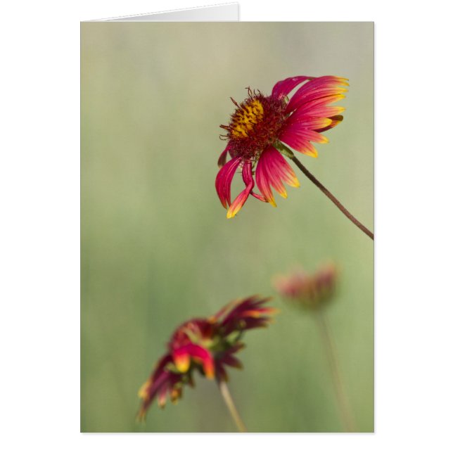 Cartão Flores Cone começando a florescer (Frente)