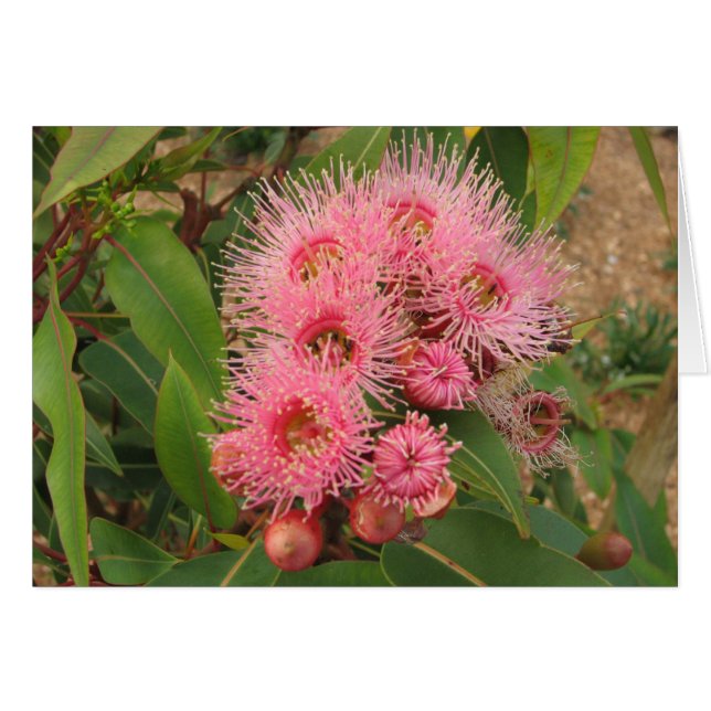 Cartão Flores cor-de-rosa da goma (Frente Horizontal)