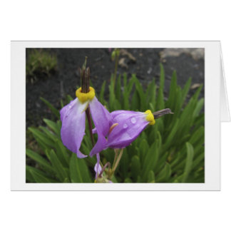 Cartão Flores da estrela de tiro