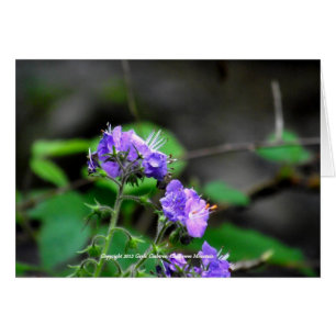 Cartão Flores da Floresta Nacional Cherokee