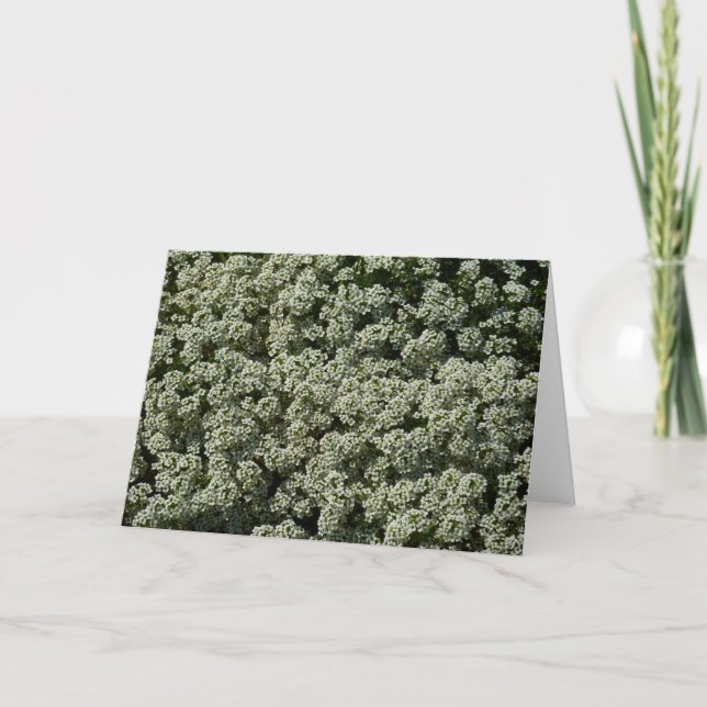 Cartão Flores de Alyssum Doce Floral Branco (Frente)