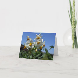 Cartão Flores de amido Solanum tuberosum