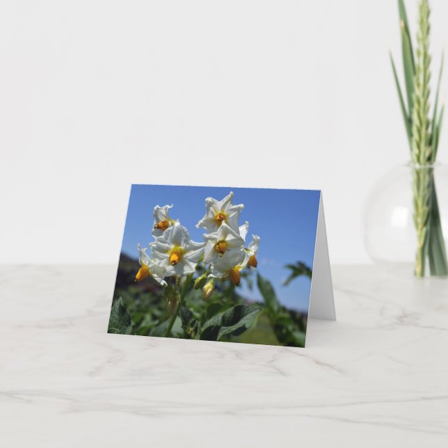 Cartão Flores de amido Solanum tuberosum (Frente)