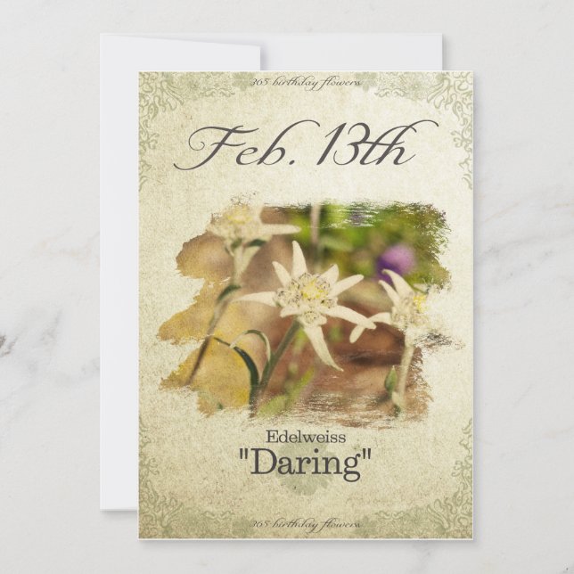 Cartão Flores de aniversário no 13 de fevereiro "Edelweis (Frente)