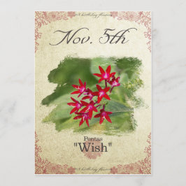 Cartão Flores de aniversário no 5 de novembro "Pentas"