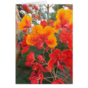 Cartão Flores de arizona