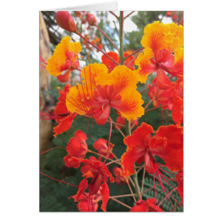 Cartão Flores de arizona