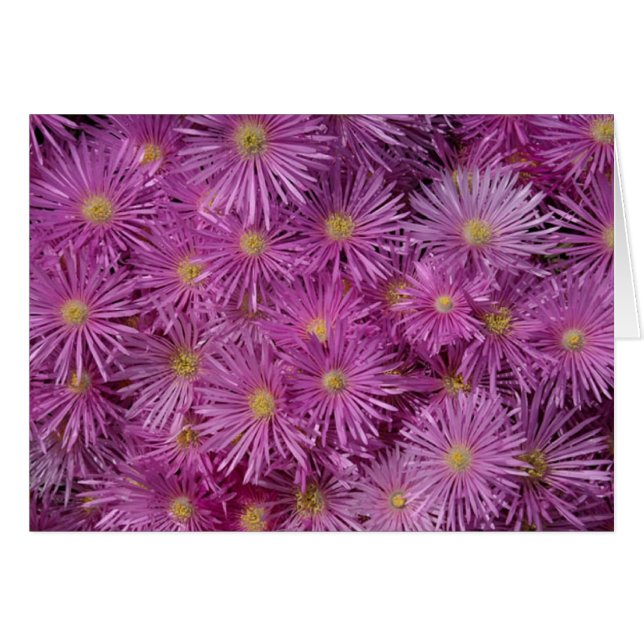 Cartão Flores de Aster Roxo (Frente Horizontal)