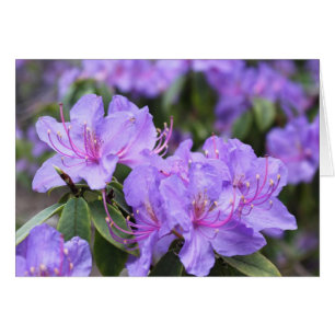 Cartão flores de azálea roxas elegantes, 杜 鹃 花