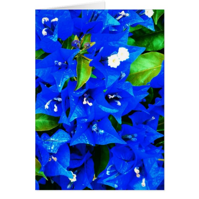 Cartão Flores de Bougainvillea Azul Vibrantes (Frente)
