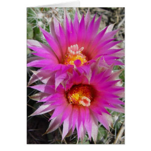 Cartão Flores de Cactus Bola F5 "Escobaria vivipara"